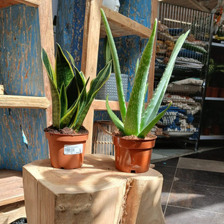 Plantes grasses et aloé vera Au fil des Lots 