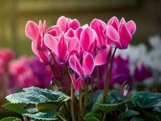 Cyclamen d'hiver