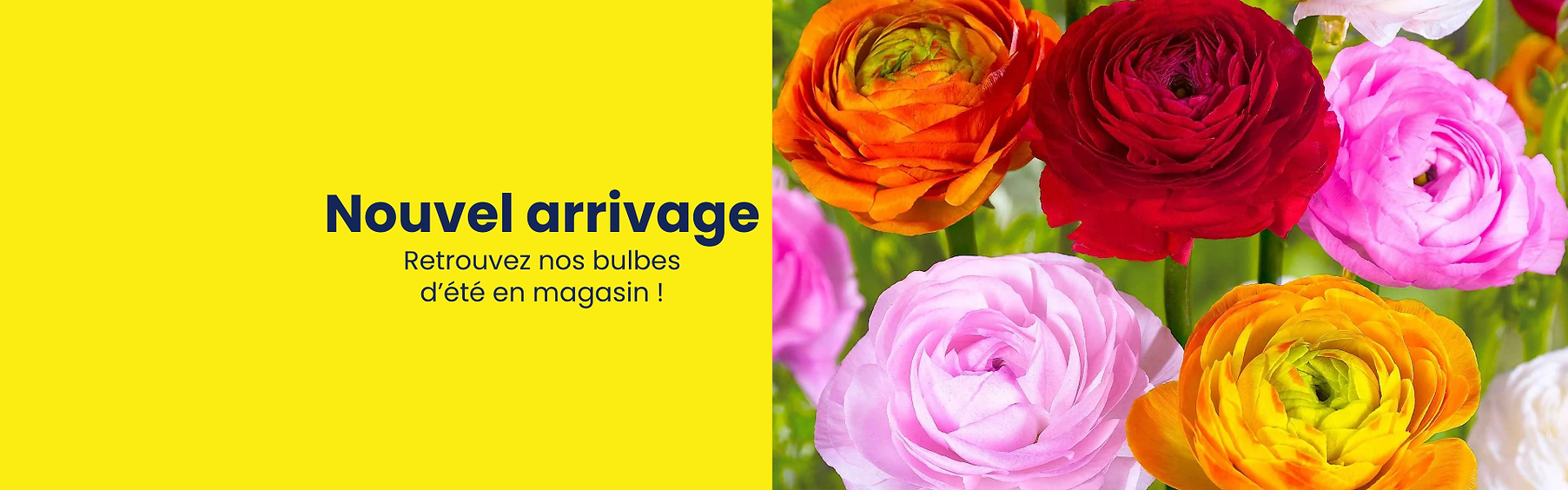 bulbes d'été (1).png