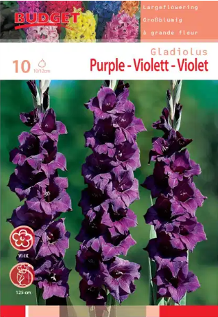 bulbes d'été pas cher