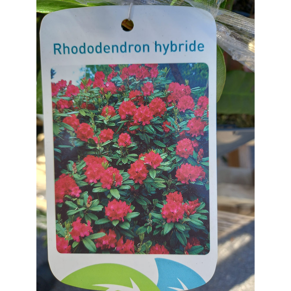Miniature : Rhododendron 4L