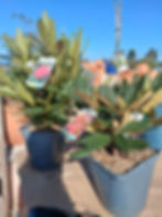 rhododendron pas cher destockage végétaux