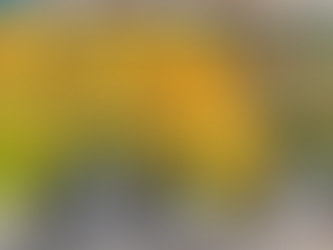 Chrysanthèmes de la toussaint destockage au fil des lots