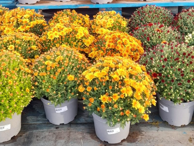 Chrysanthèmes de la toussaint destockage au fil des lots