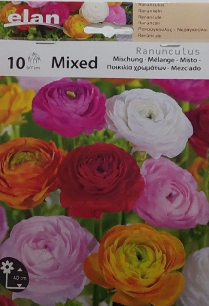 Miniature : bulbes d'été pas chers