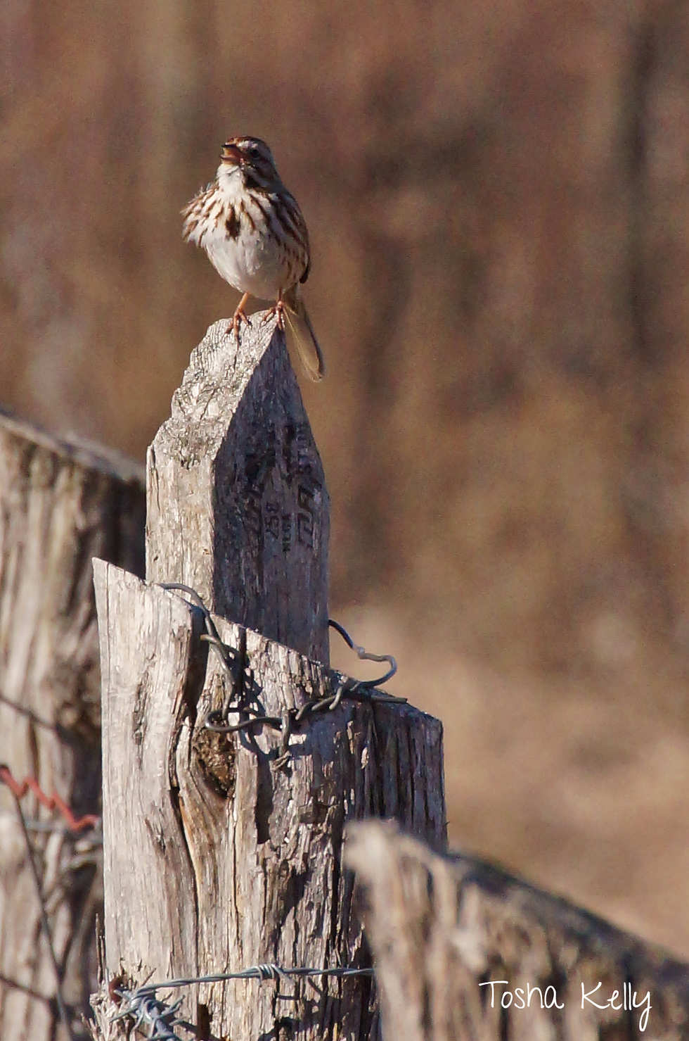 Eastern song sparrow (male)