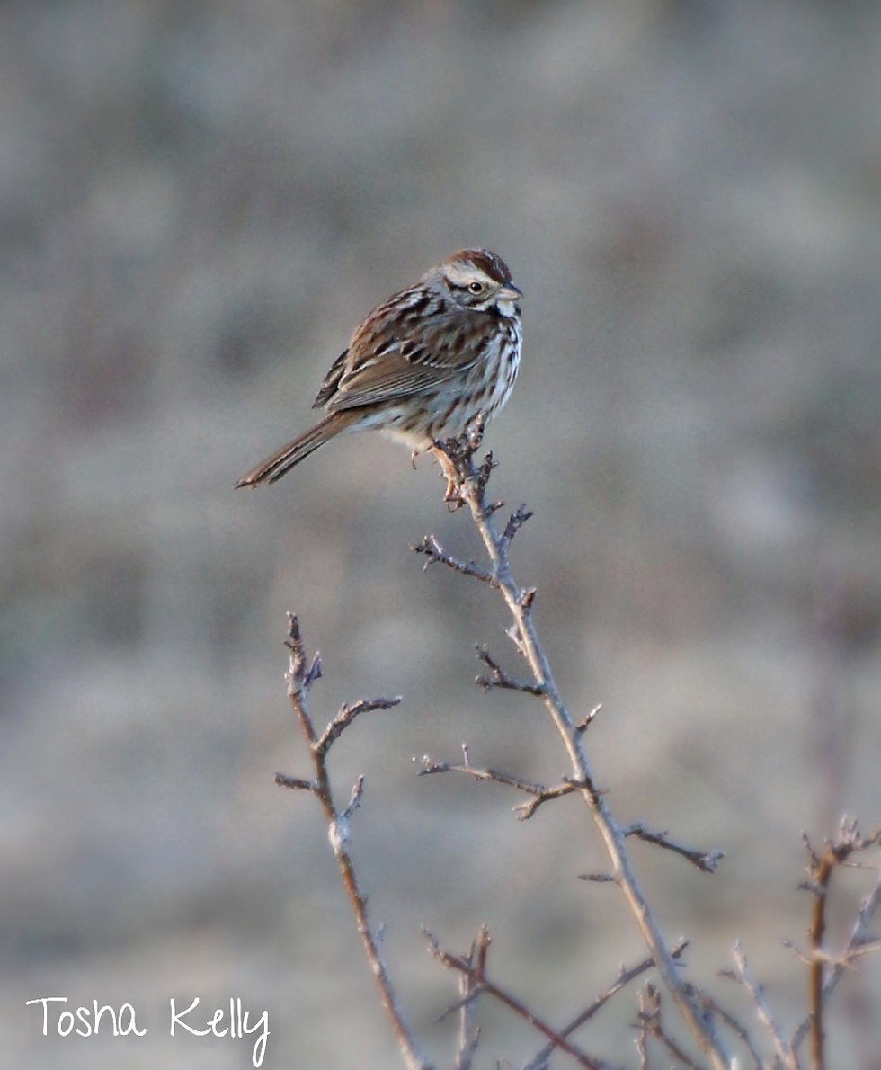 Unbanded eastern song sparrow