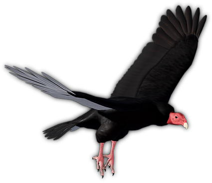 turkeyvulture_png2.png