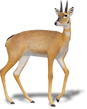 capromeryx_website.png