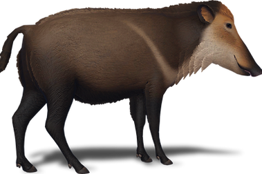 platygonus_icon.png