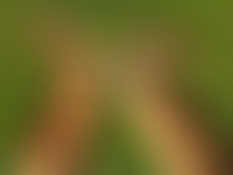 Qpapa英文名言佳句:被擊倒的袋鼠