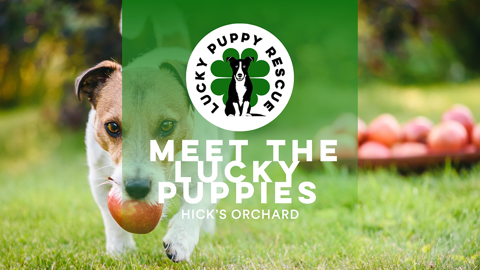NY- Meet the Lucky Puppies at Hick's Orchard