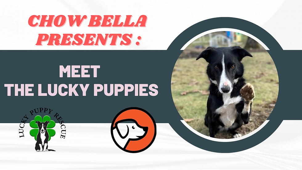 NY-Meet the Lucky Puppies 