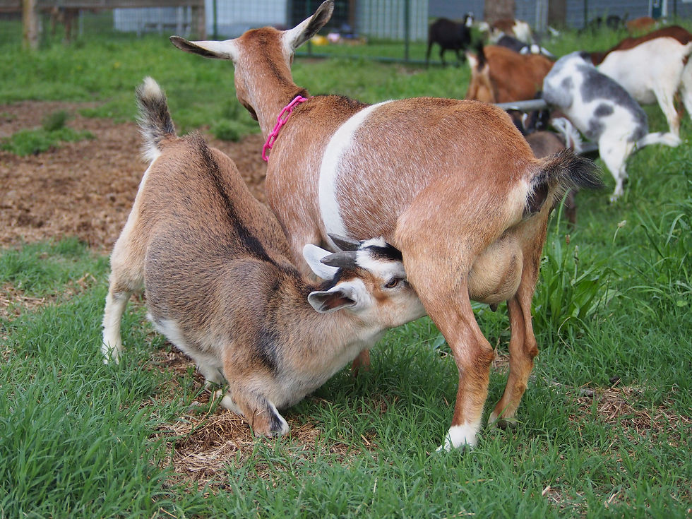Kinder goat. Goat kid nursing. Dam-raising goat.