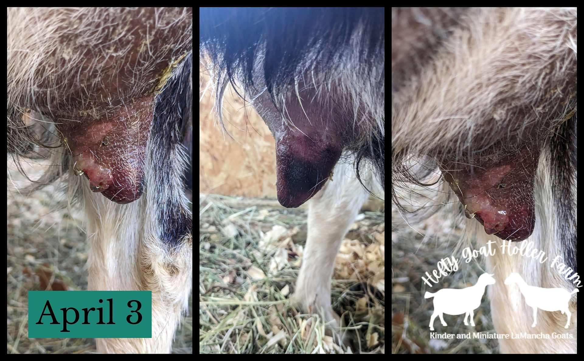 Weeping teat gangrenous mastitis