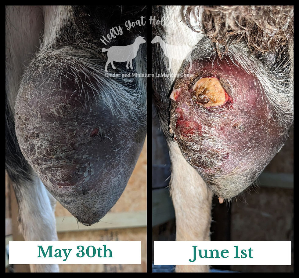 Gangrenous mastitis causing holes in goat's teat