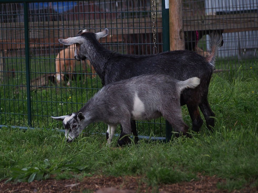 Kinder goat. Goat and kid.