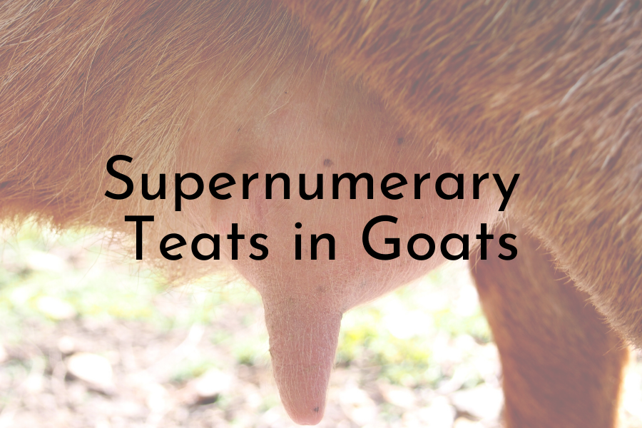 Udder Health Part Two Supernumerary Teats in Goats