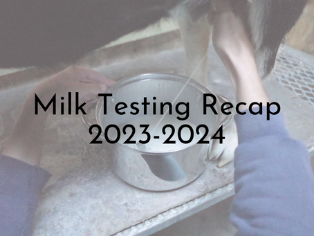 milking a goat and the milk hitting the stainless steel pot