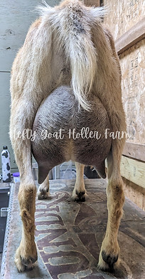 Pearl May 2023 (1).jpg