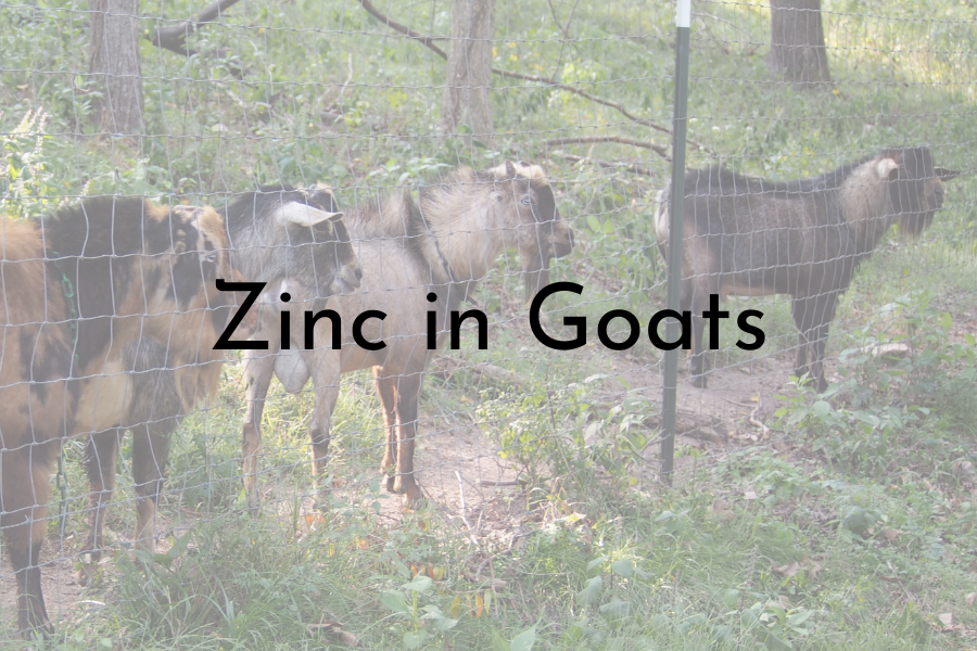 Zinc for Goats: A Mineral Especially Important in Breeding Season