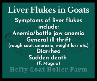 symptoms of liver flukes in goats