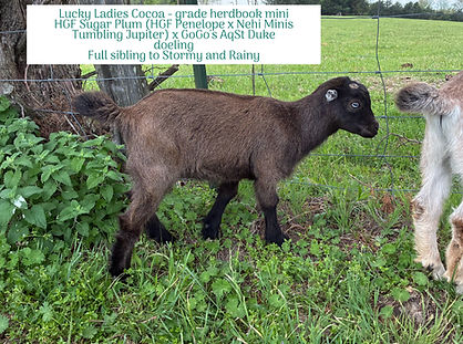 Becky Goat V.jpg
