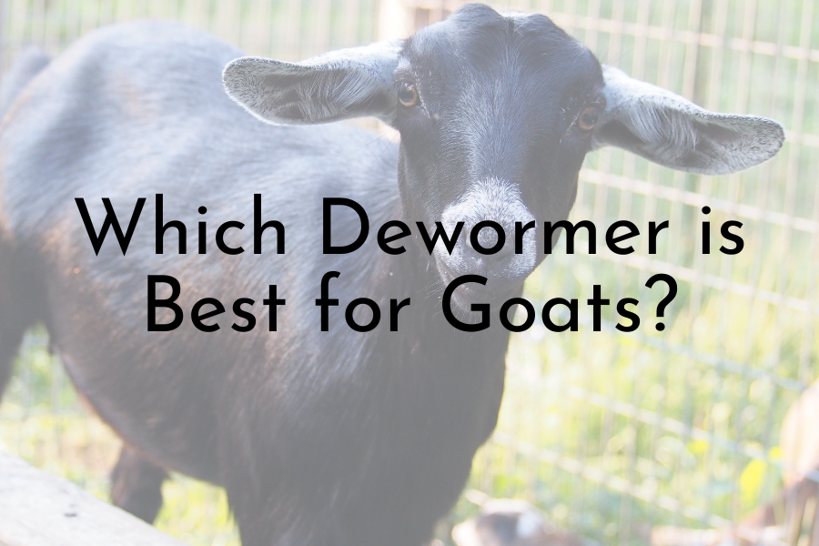Best Levamisole Dewormer for Goats | Vet Approved Best dewormer for goats