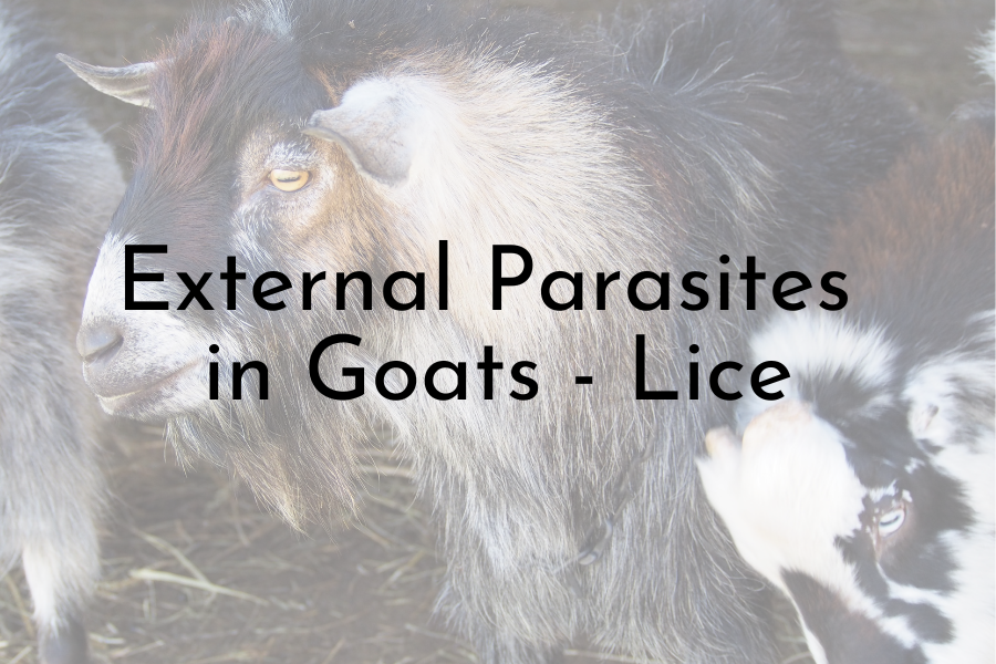 External Parasites in Goats Lice
