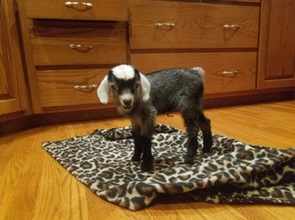 premature goat kid