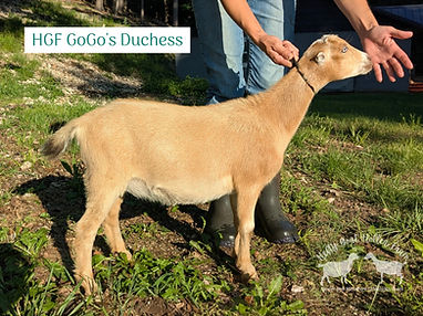 Duchess May.jpg
