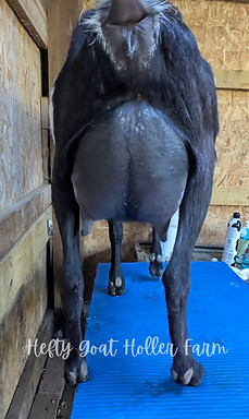 Cassi Udder.jpg