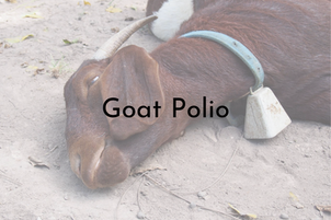 Goat Polio
