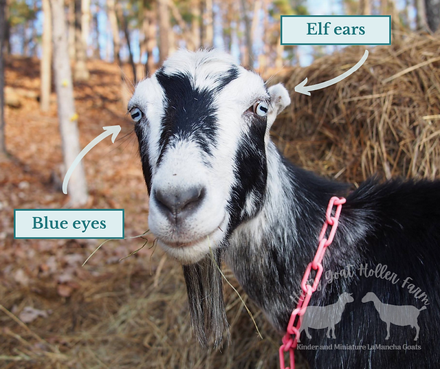 miniature lamancha with elf ears and blue eyes