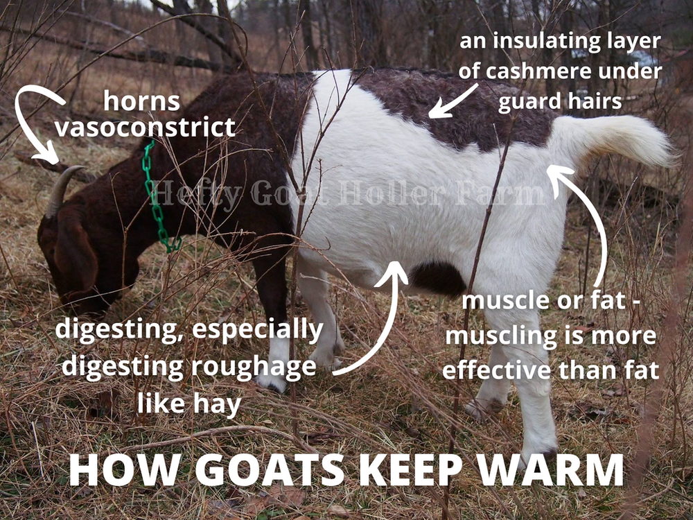 Goats in the Cold Part One How Goats Keep Warm Naturally and