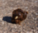 Tapeworm Proglottid in Goat Feces