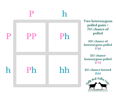 polled goat punnett