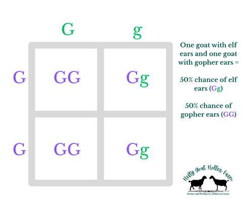 punnett square for lamancha goat ear