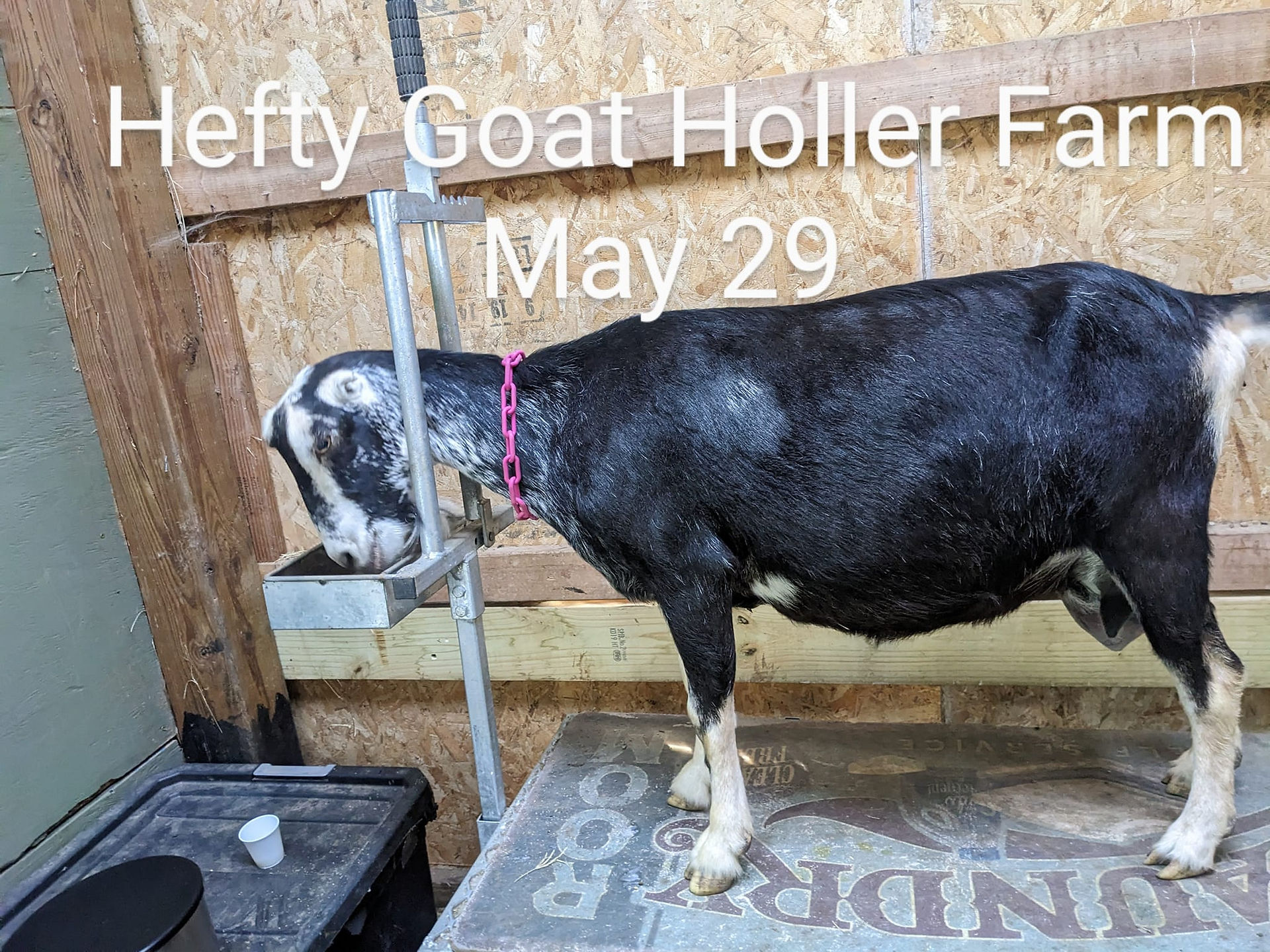Miniature LaMancha doe on milk stand