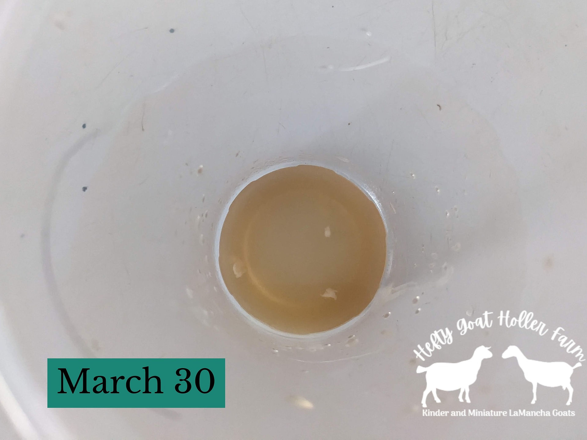 Gangrenous mastitis fluid