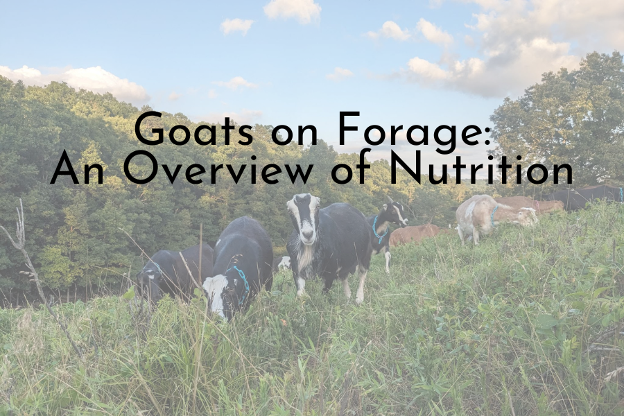 goats foraging on a hillside with trees in the background