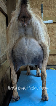Sandy Cheeks Udder.jpg
