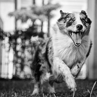 Rafael Wicz fotografia carreira profissional