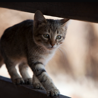 fotógrafo Rafael Wicz comunicação visual