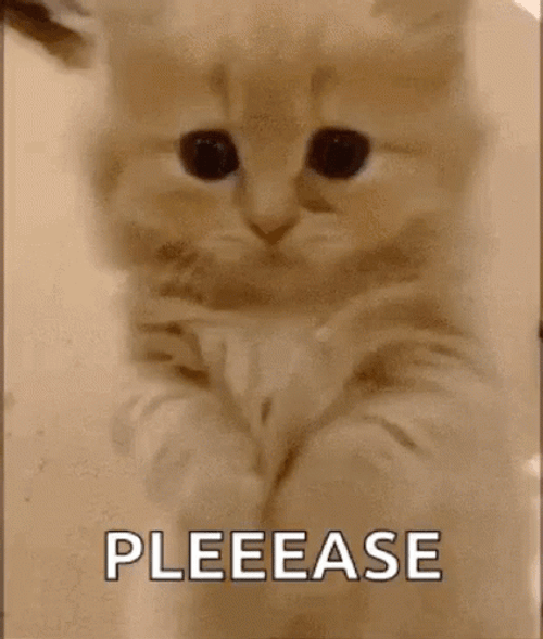 munchkin-cat-please-lcyhifmkgrpimxxc.gif