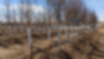 Oak Trees and Other Shade Trees