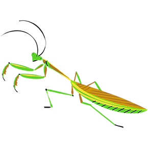 20201128_オオカマキリ01.png