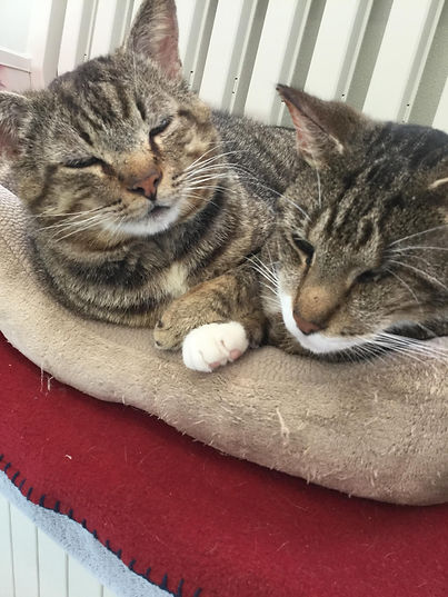Tiger and Teddy.jpeg