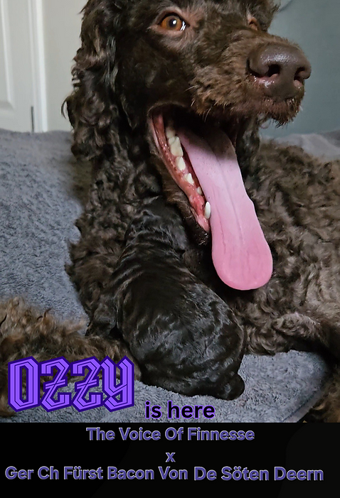OZZY_20250806_093313_0000.png