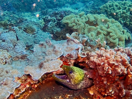 Drei Tauchgänge vor Maskat – Lernen, Loslassen und die Magie der Dämmerung